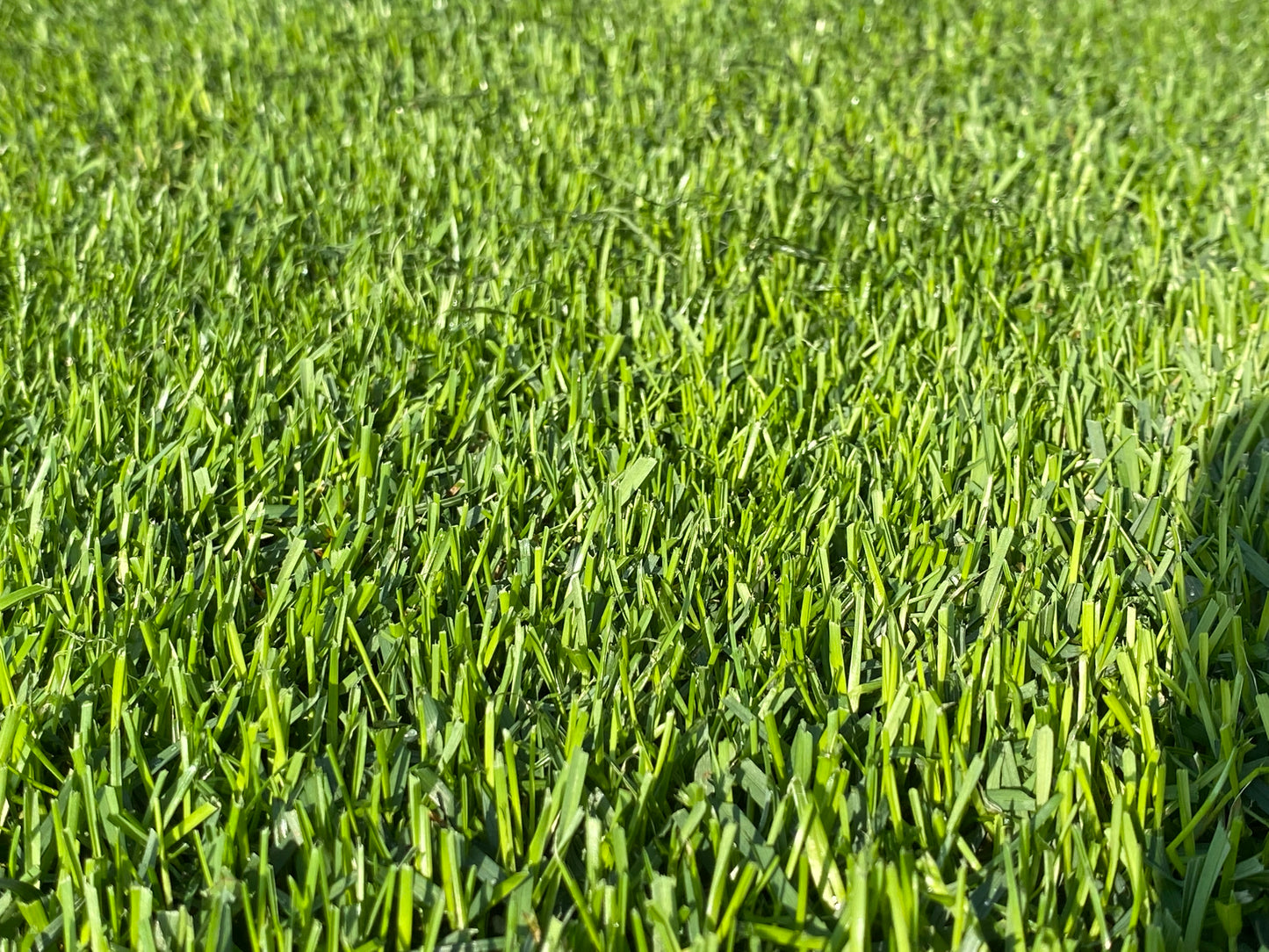 Prestige Lawn Seed + Seed Starter + Fleece + Pegs