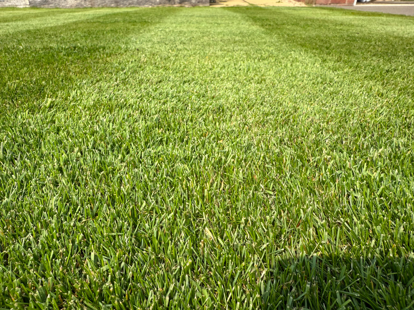 All Rounder Lawn Seed