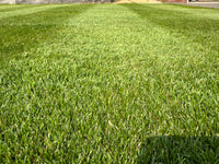 All Rounder Lawn Seed